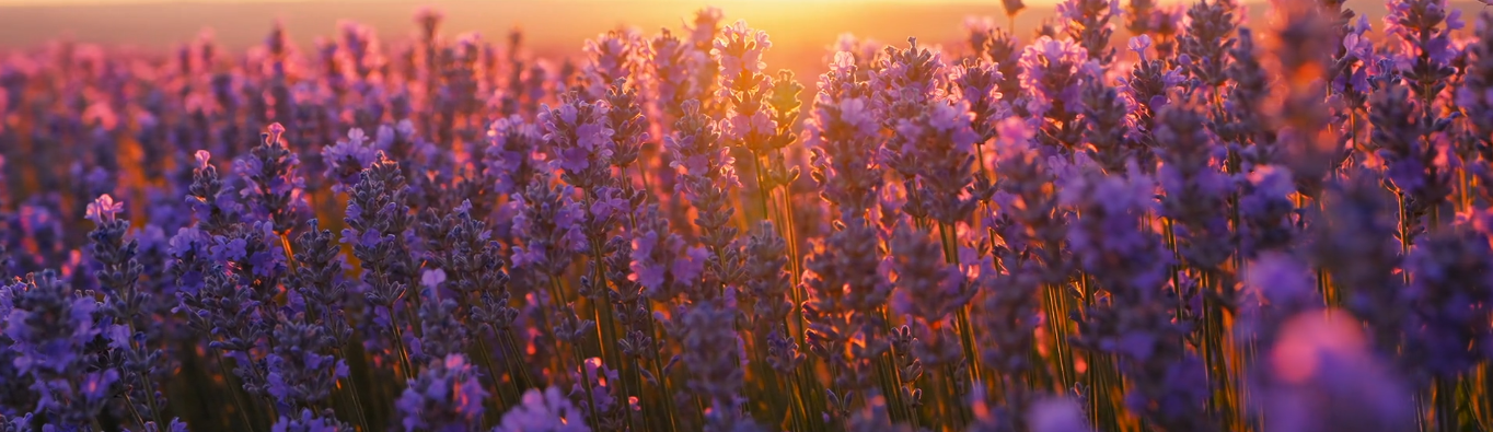 Essex Wellness Hypnotherapy LTD